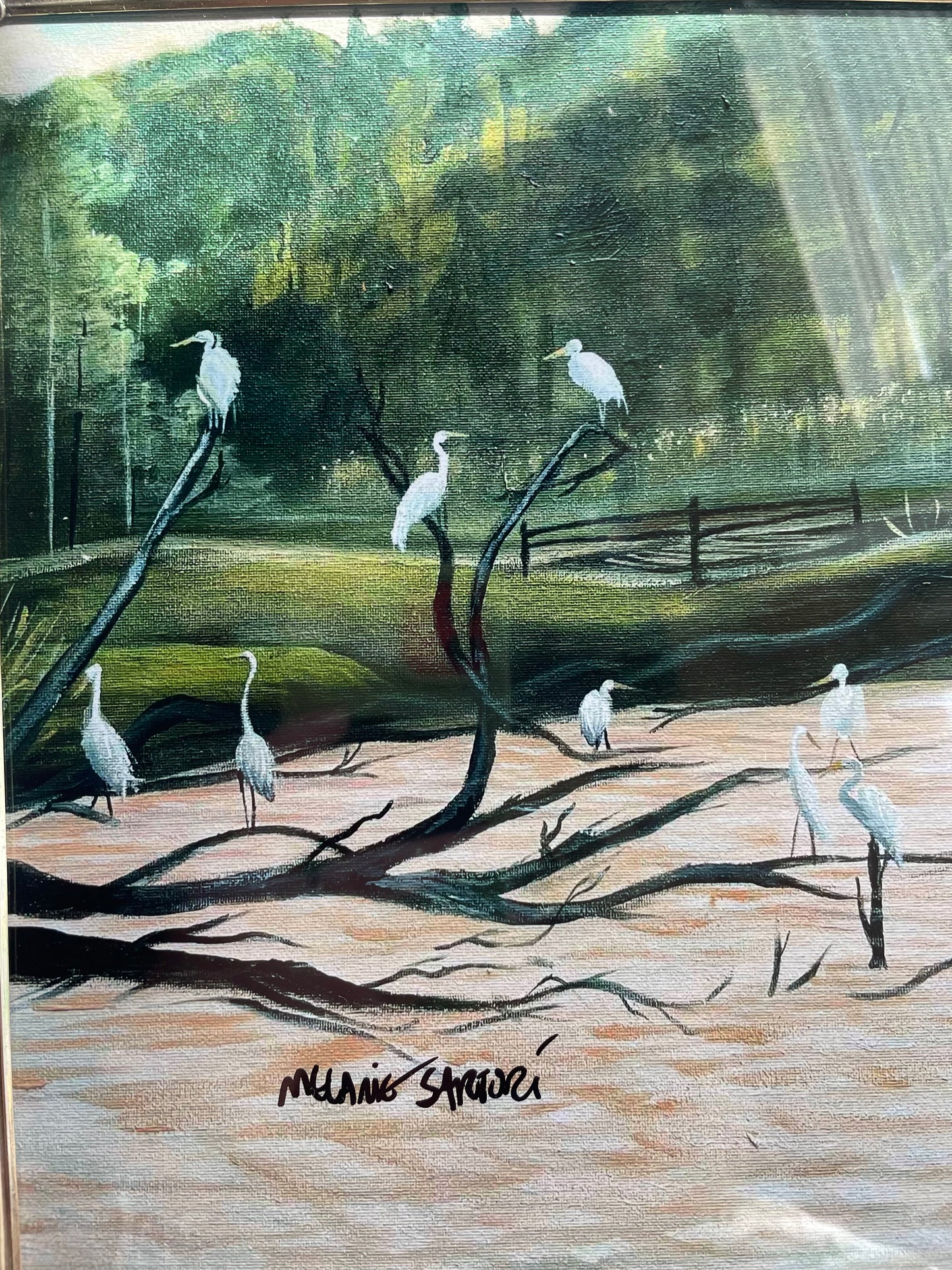 Egrets framed print